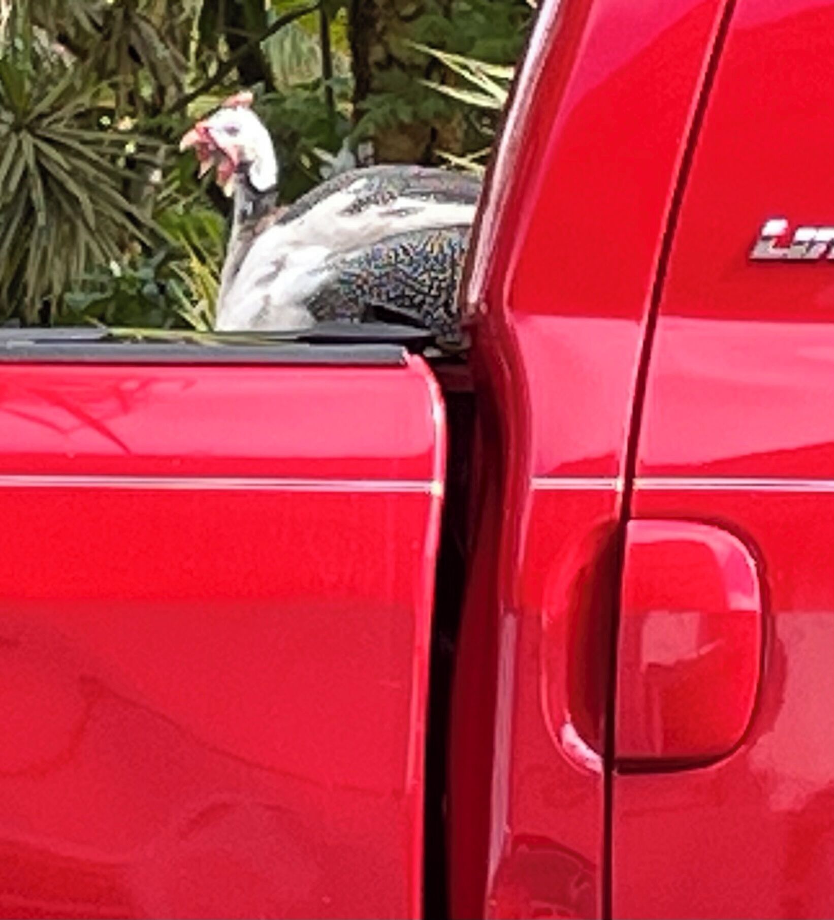 Cool cottage with AC in Keaau